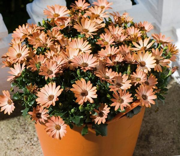 Dimorphotheca: Anzucht aus Samen zu Hause