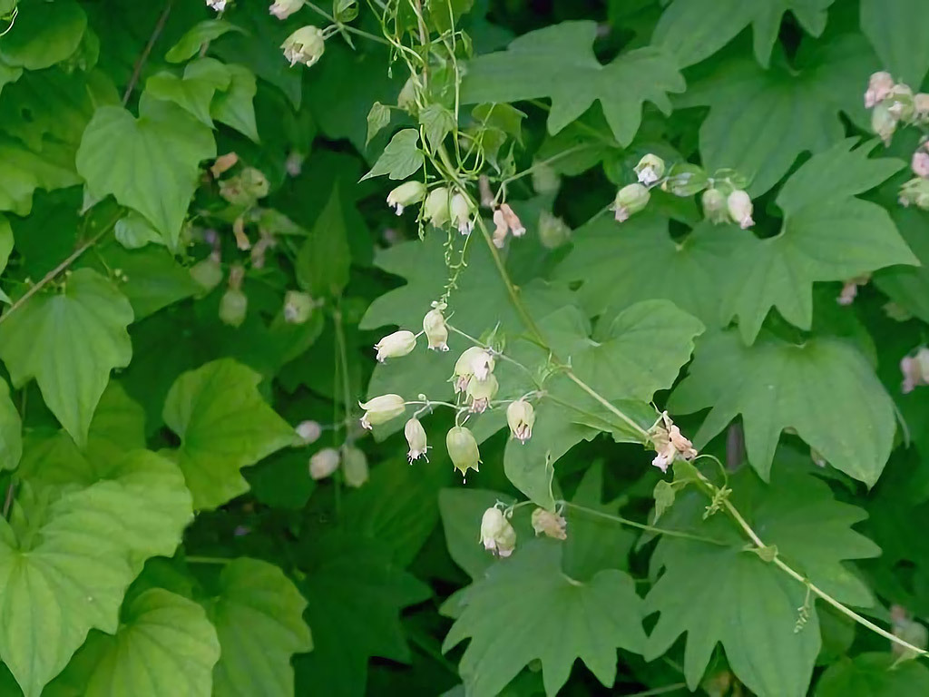 Anbau von Dioscorea nipponica