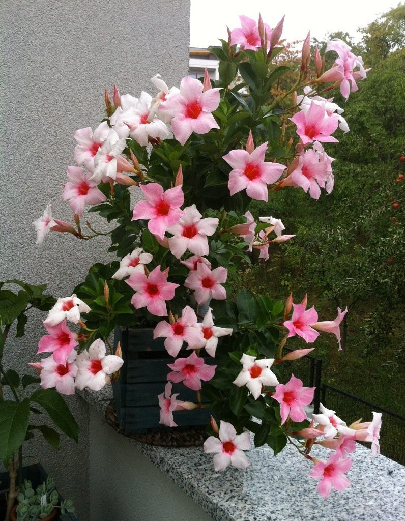 Dipladenia: Pflege und Vermehrung