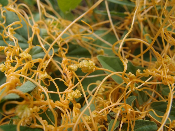 Seide – parasitäre Pflanze