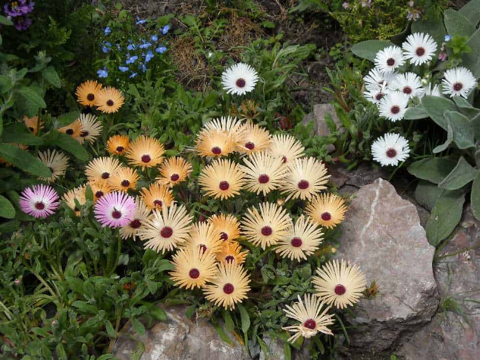 Wann sollten Sie Dorotheanthus aus Samen pflanzen?