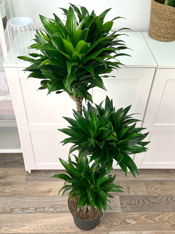 Vermehrung von Dracaena compacta