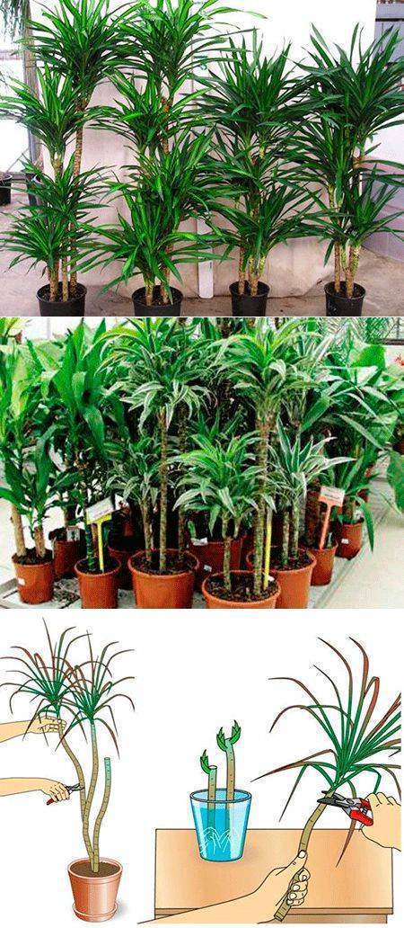 Dracaena deremensis Vermehrung im Haus