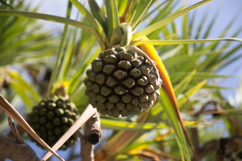Dracaena (Drachenbaum) Anzucht aus Samen