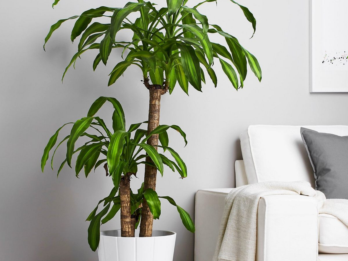 Vermehrung der Duftdracaena im Haus