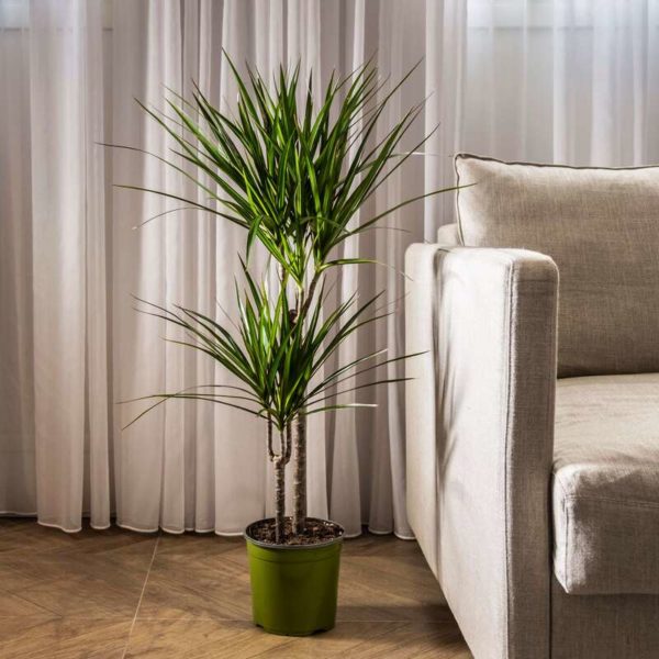 Dracaena marginata Vermehrung im Haus