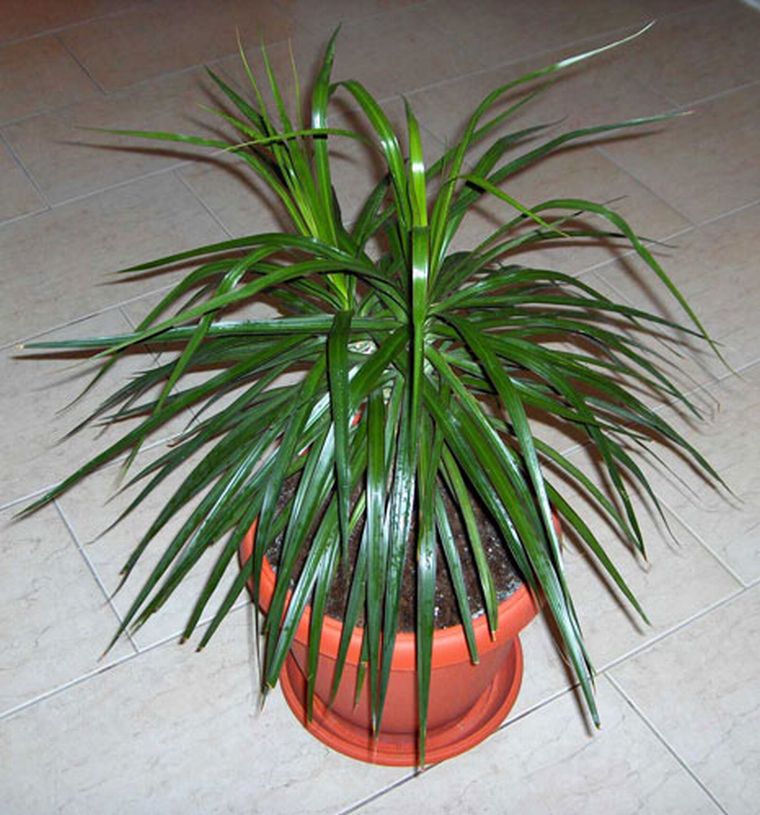 Einpflanzen der Dracaena in einen Topf