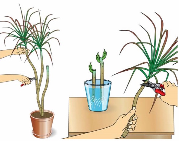 Vermehrung der Dracaena durch Kopfstecklinge