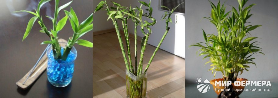 Dracaena sanderiana Vermehrung