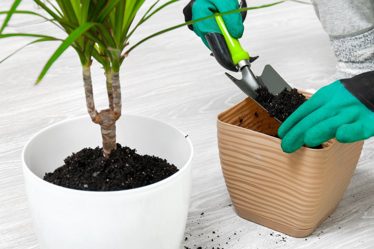 Dracaena-Erde für das Umtopfen