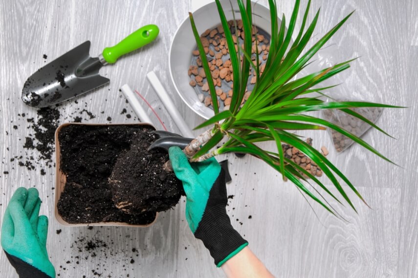 Welche Erde verwenden Sie zum Umtopfen einer Dracaena?