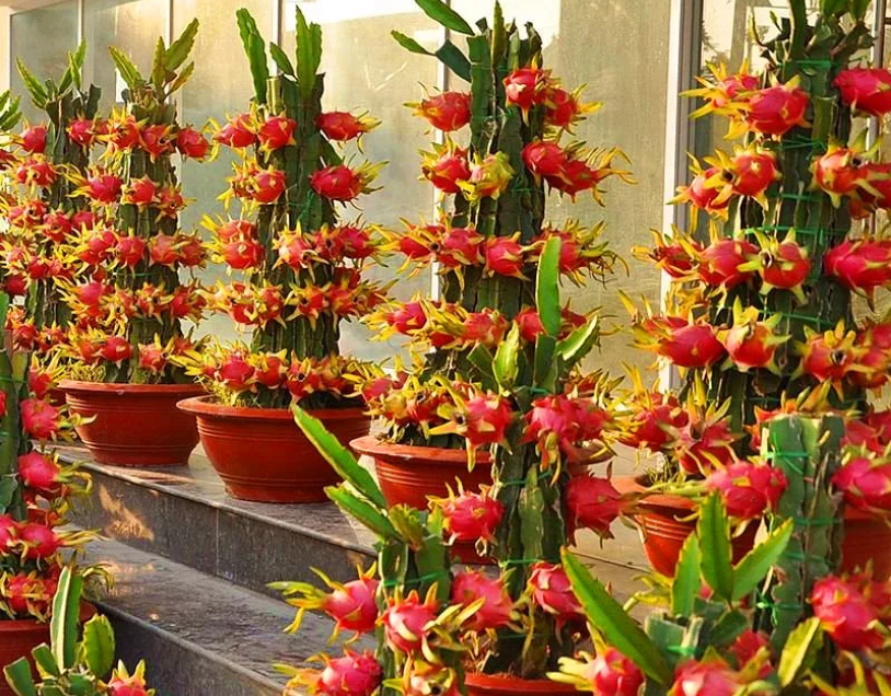 Drachenfrucht: Anbau zu Hause