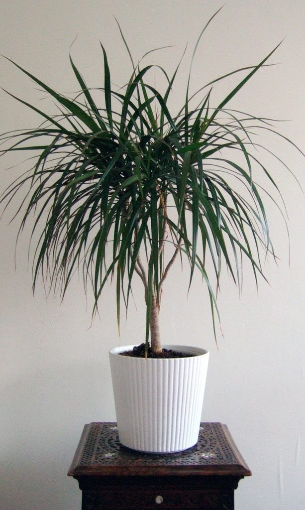 Drachenbaum Zimmerpflanze