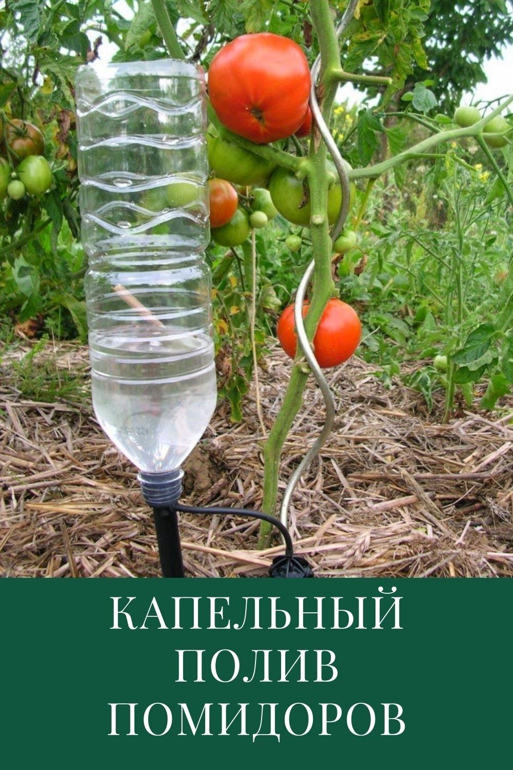 Tropfbewässerung von Tomaten im Freiland