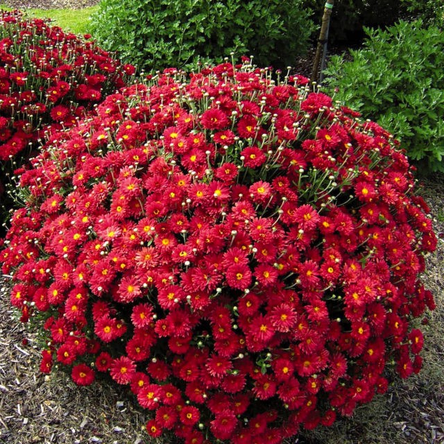 Zwergchrysanthemen pflanzen und pflegen