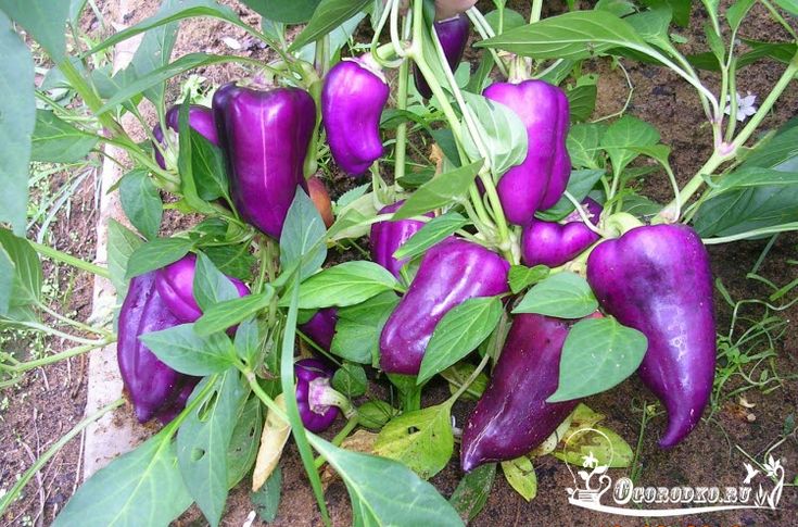Frühe Sorten von Süßpaprika für den Freilandanbau