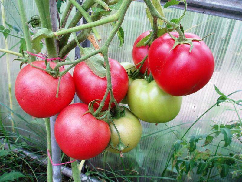 Frühe Tomaten für den Freilandanbau – ertragreich