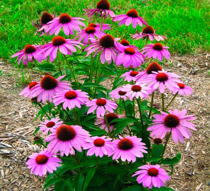 Echinacea – Pflanzenanzucht