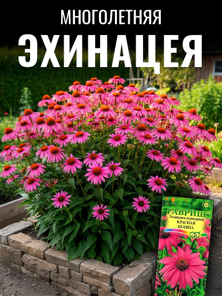 Echinacea Red Hat - Anbau aus Samen