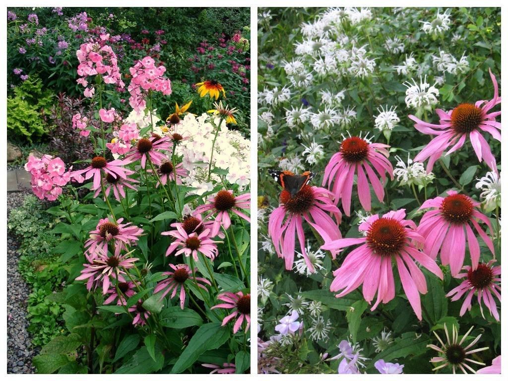 Echinacea – Vermehrung durch Samen