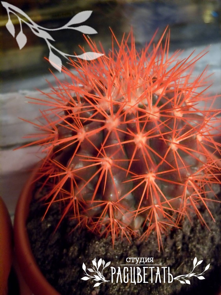 Echinocactus grusonii rot: Wie pflegt man ihn?