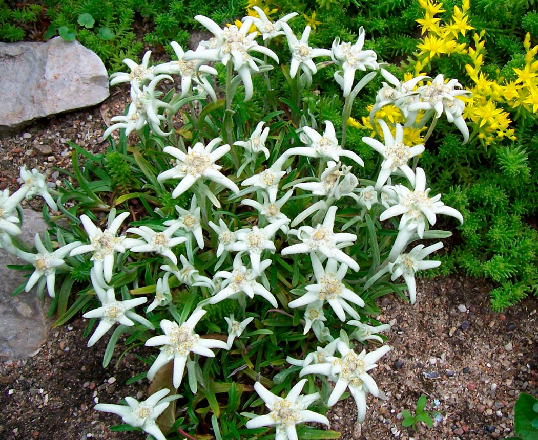 Edelweiß-Blume auf dem Foto