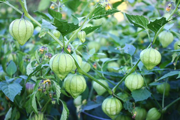 Anbau der essbaren Physalis