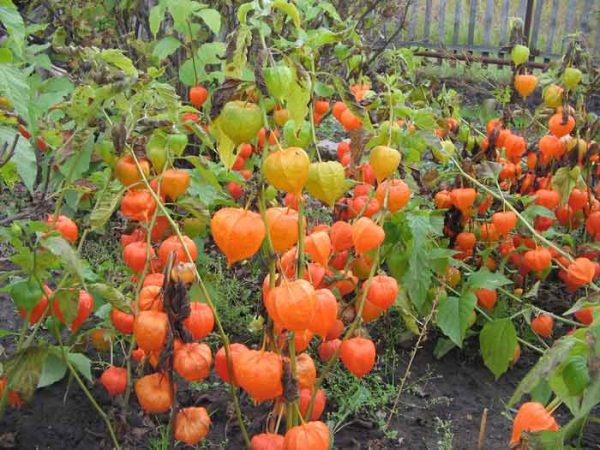 Physalis essbar: Anbau und Pflege