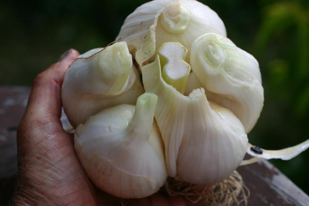 Anbau von Elefantenknoblauch