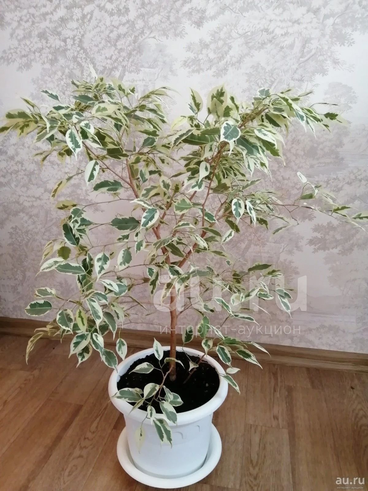 Elefantenbaum Zimmerpflanze