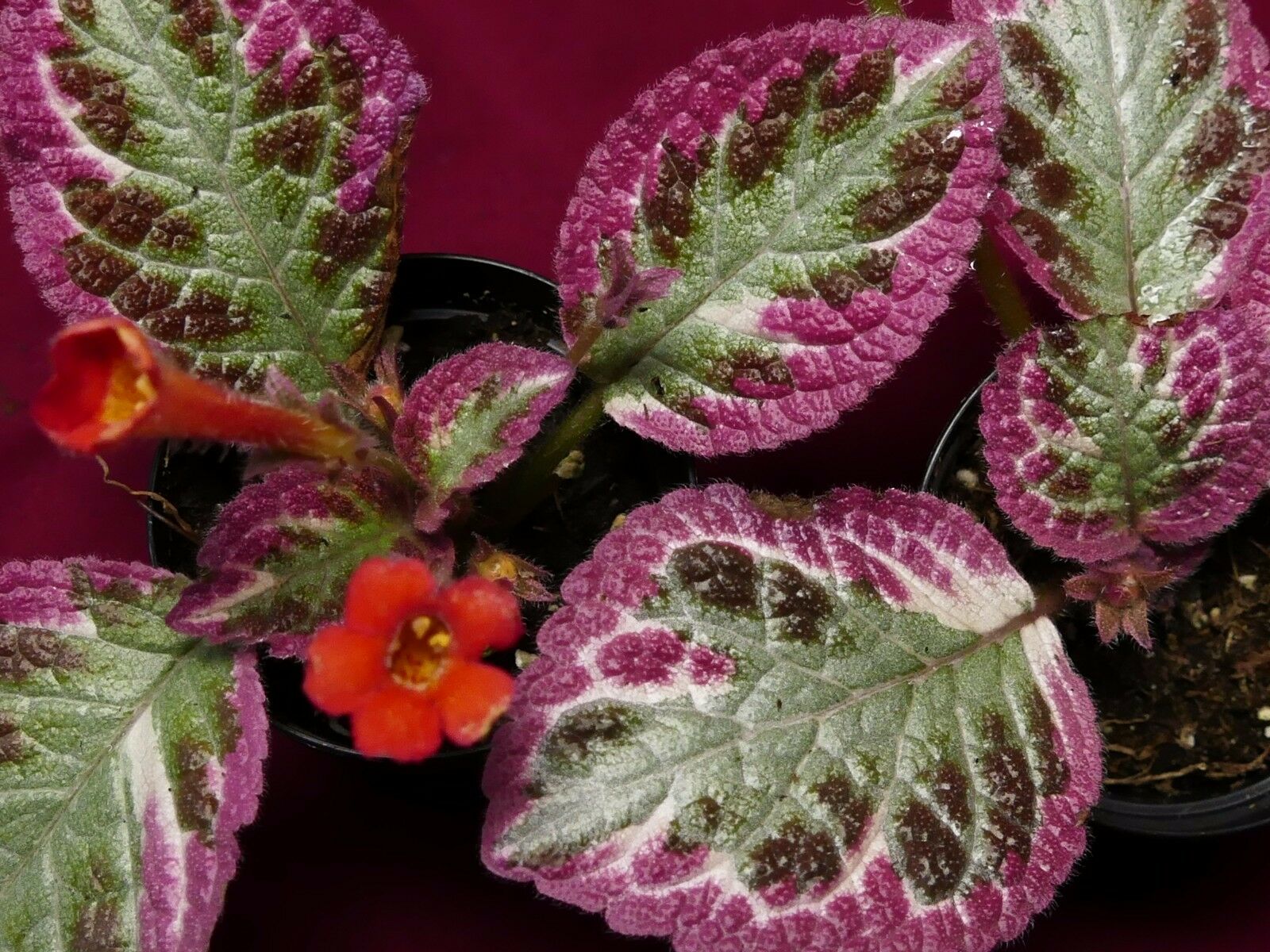 Episcia Pflege und Vermehrung