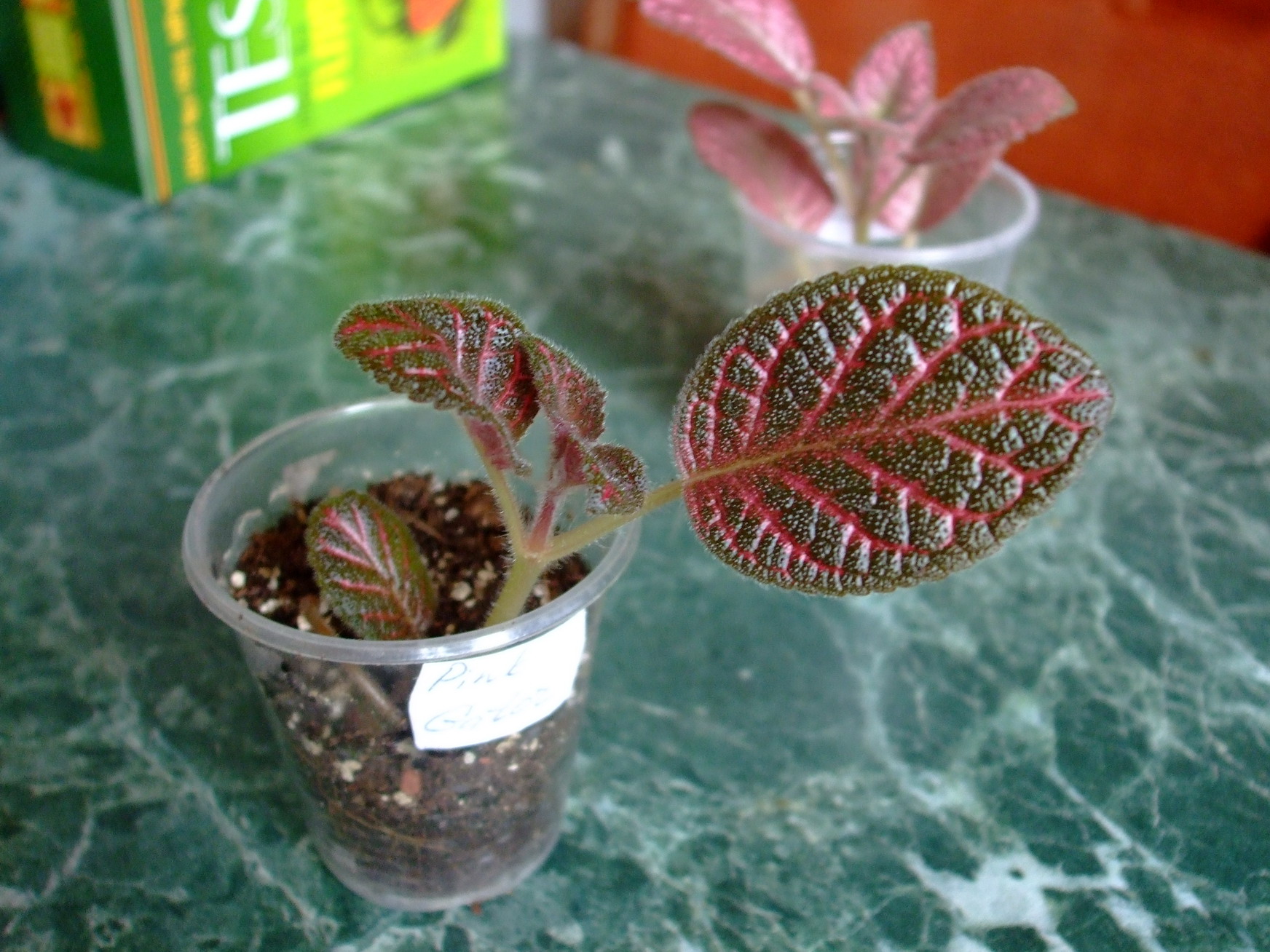 Vermehrung der Episcia durch Blatt