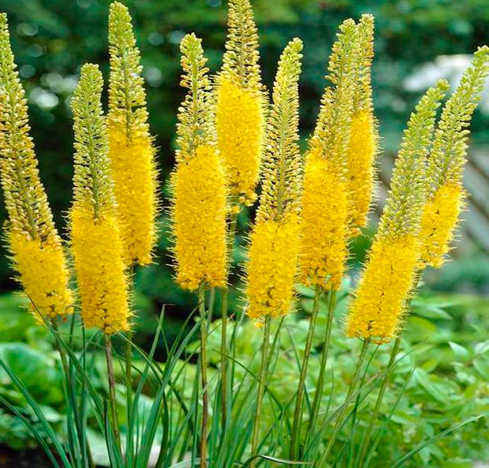 Eremurus bungei: Pflanzung und Pflege