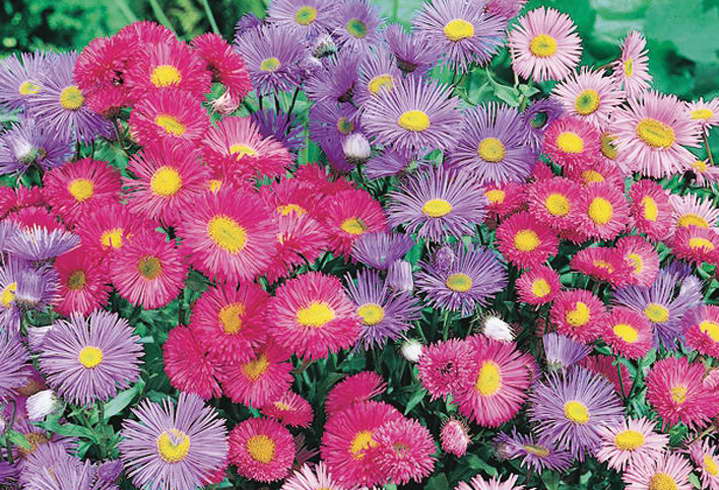 Erigeron Pink Treasure – Anzucht aus Samen