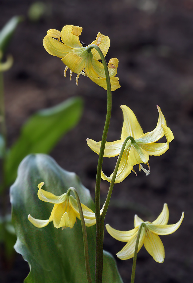 Erythronium Klimow