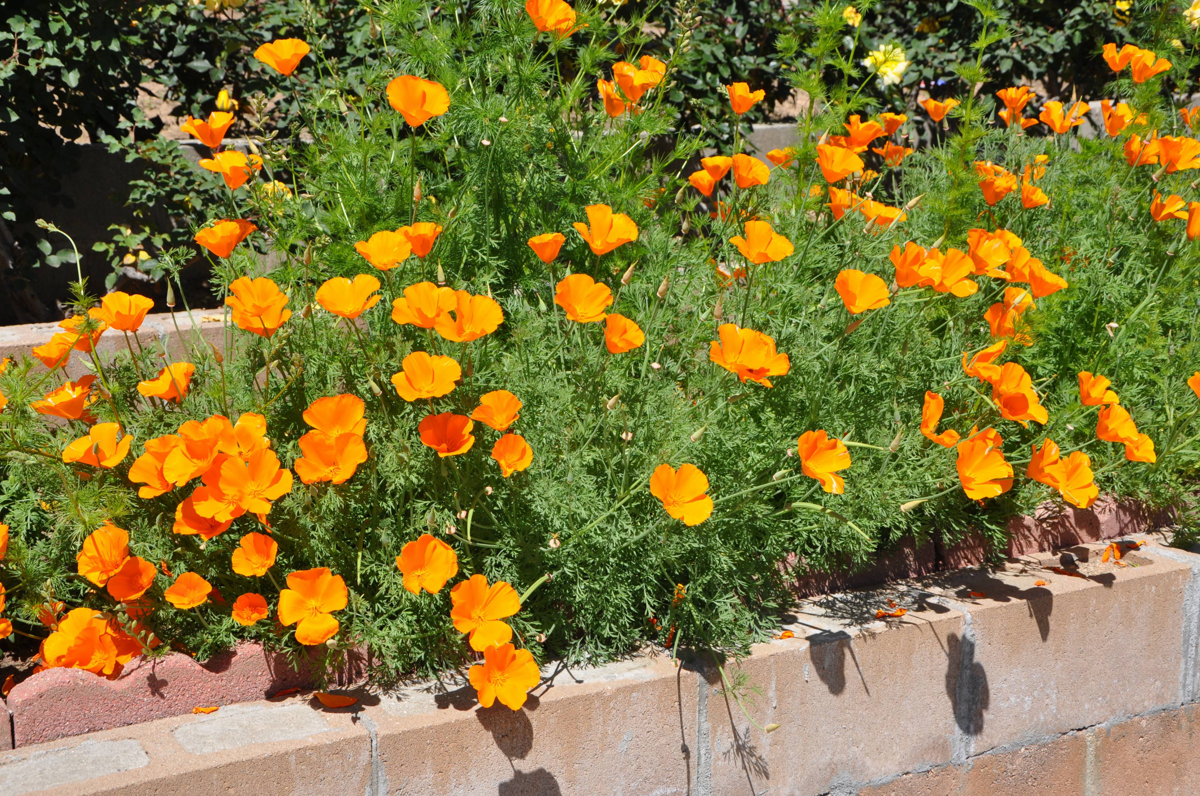 Eschscholzia aus Samen zu Hause anziehen