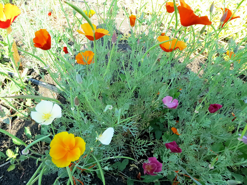 Eschscholzia: Anbau aus Samen – wann säen?