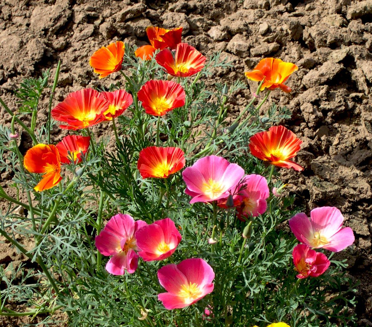 Eschscholzia-Mischung: Anbau aus Samen – wann pflanzen?
