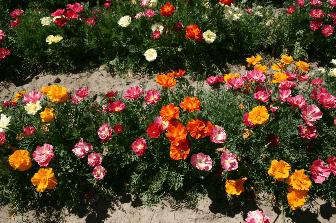 Eschscholzia: Pflanzung vor dem Winter