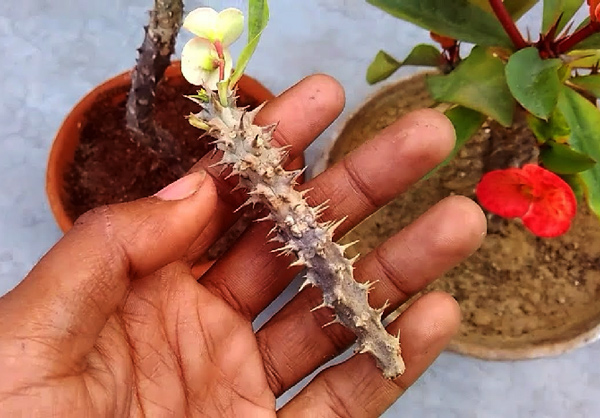 Euphorbia milii – Vermehrung durch Stecklinge