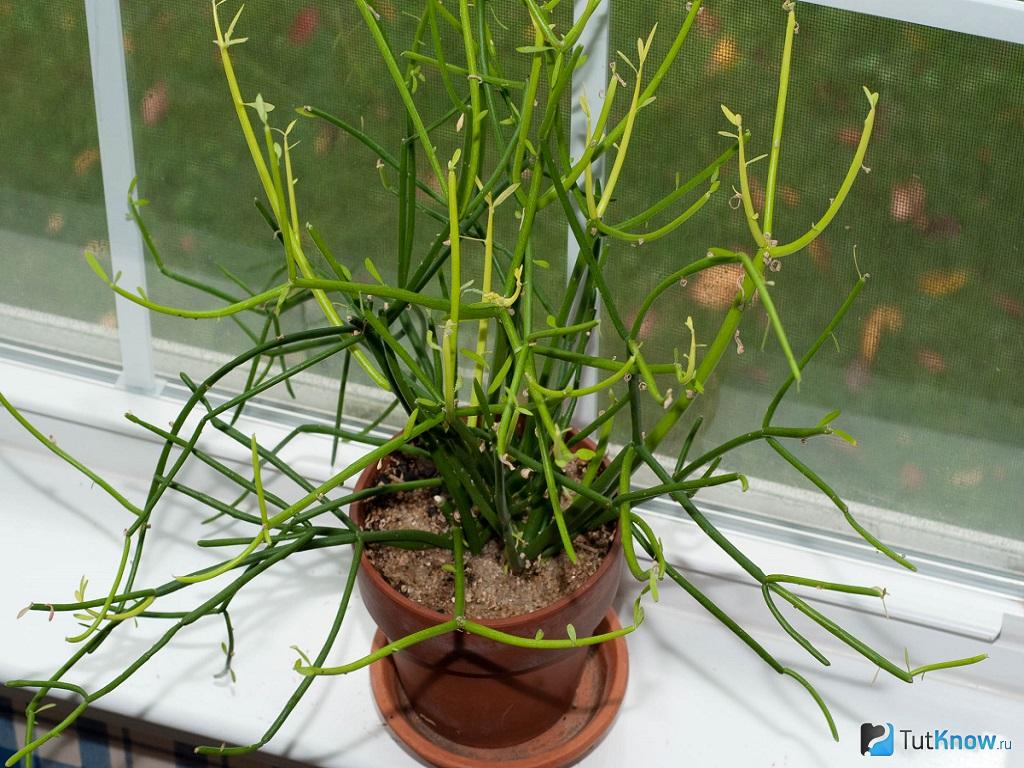 Euphorbia tirucalli: Vermehrung