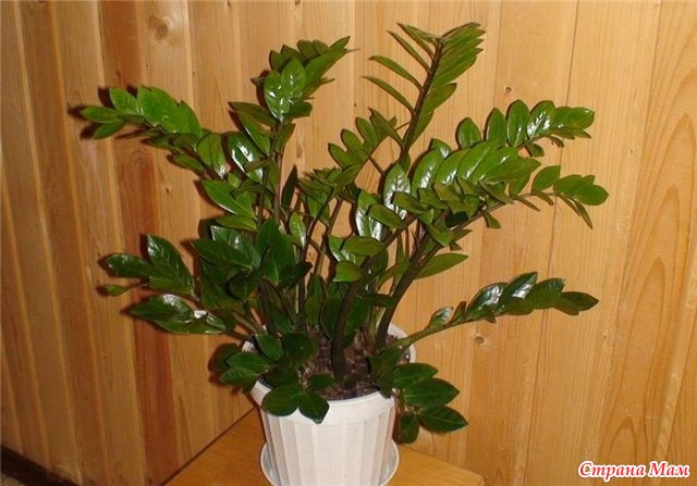 Eurobaum Zimmerpflanze