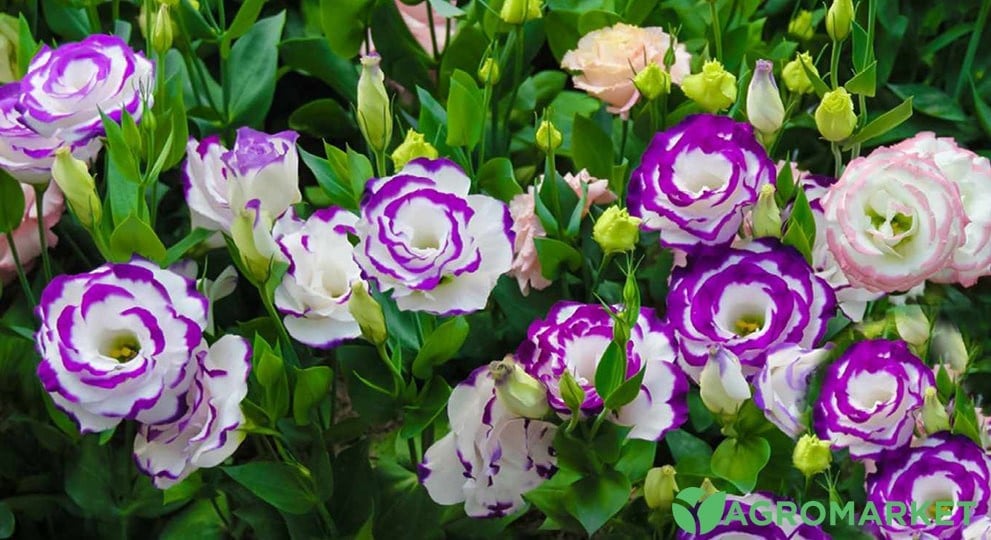 Eustoma Anbau und Pflege im Freiland