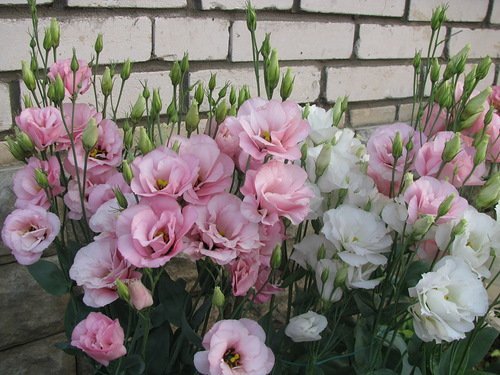 Eustoma: Vermehrung durch Stecklinge zu Hause