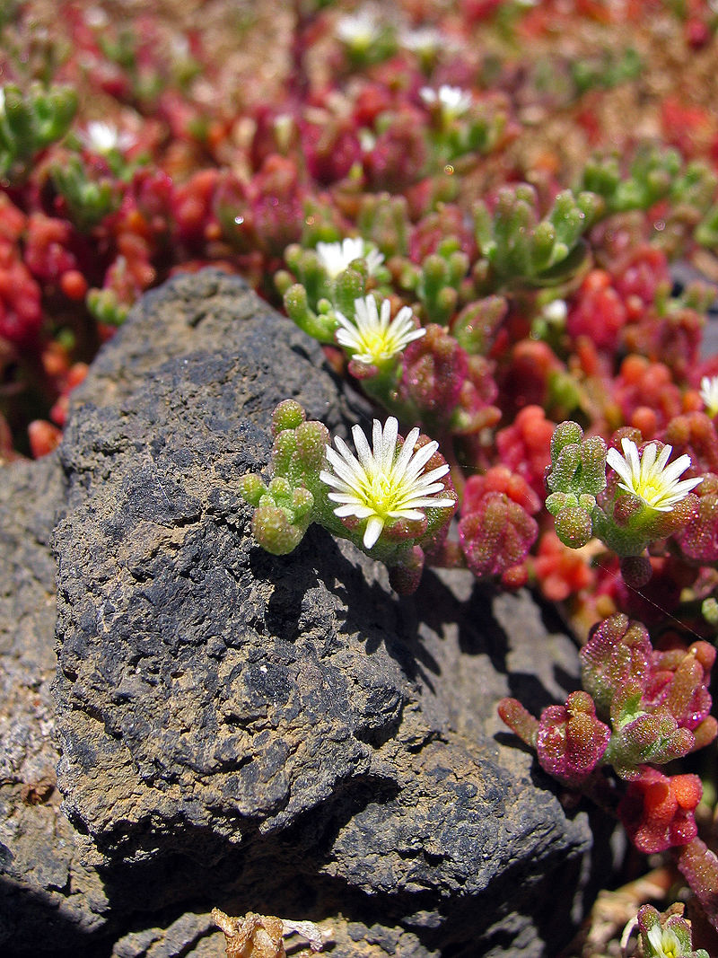 Experimente im Blumenbeet: Anbau von Dorotheanthus