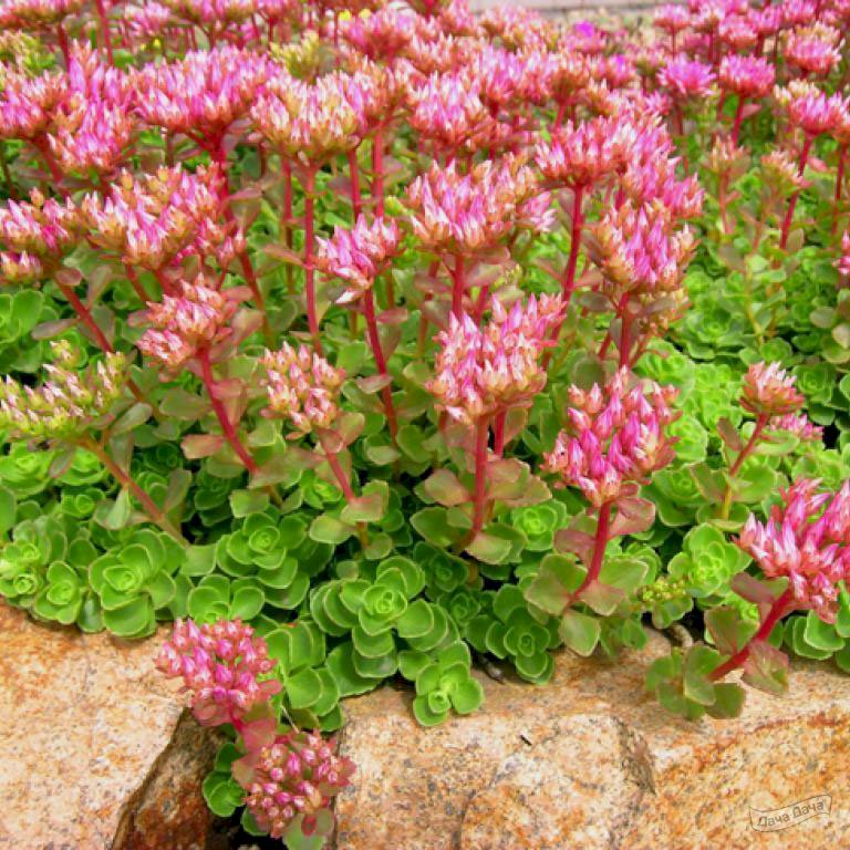 Sedum spurium 'Purple Carpet': Anzucht aus Samen