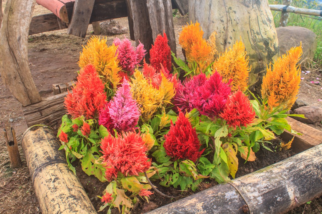 Celosia plumosa: Anbau aus Samen