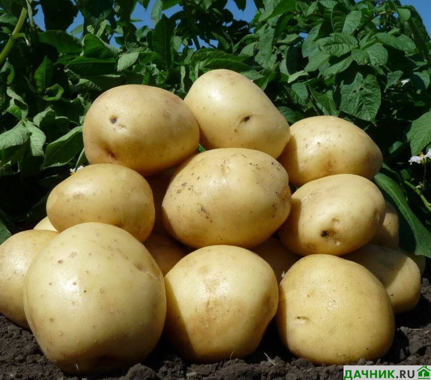 Besonderheiten des Kartoffelanbaus in Russland