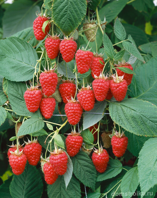 Besonderheiten des Anbaus von remontierenden Himbeeren