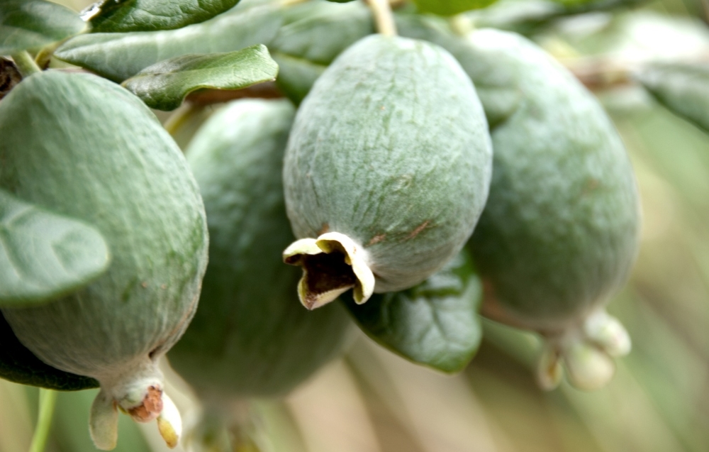 Feijoa-Anbau zu Hause